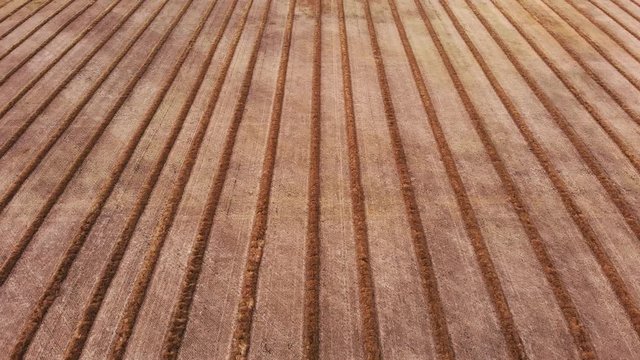 Drone video over a mature fall canola field that has been swathed into windrows and is ready for harvesting.  Drone is flying parallel to the direction of the rows of crops.