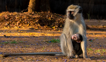 Mother and infant monkey