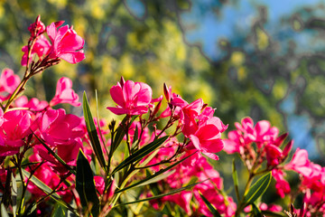 pink oleander in a blue sky from arboretum