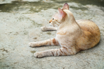 Thai cat is sitting on cement floor.