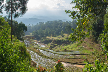 Green and brown rice terrace fields in Tana Toraja, South Sulawesi, Indonesia	 - Powered by Adobe