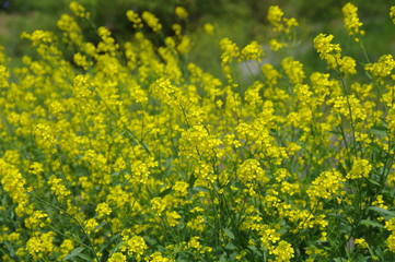 黄色い花の群落
