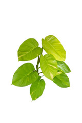 plant isolated include clipping path on white background