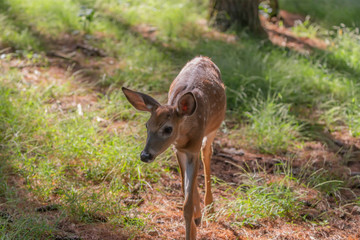 White tailed deer ,fawn in the forest