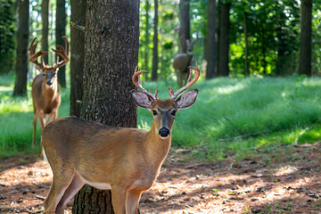 The white-tailed deer (Odocoileus virginianus) on the forest