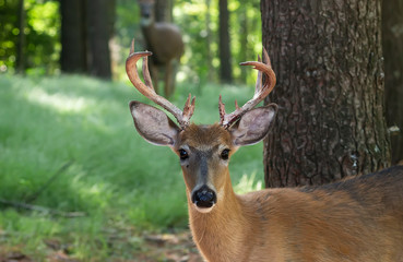 The white-tailed deer (Odocoileus virginianus) on the forest