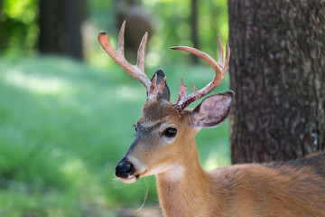 The white-tailed deer (Odocoileus virginianus) on the forest