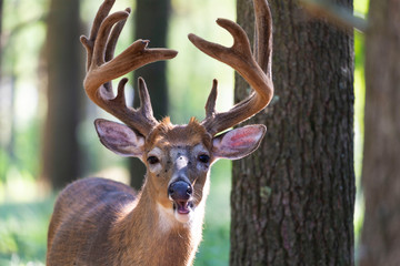 The mule deer (Odocoileus hemionus) with antler velvet on the forest