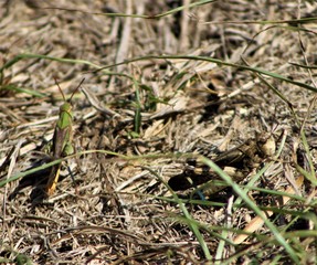 Grasshoppers