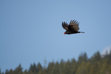 Obraz premium A turkey vulture flying over head with clear blue sky.