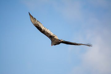 A turkey vulture flying over head with clear blue sky.