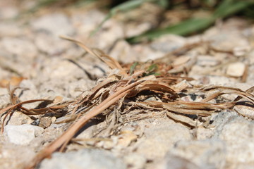 Dead grass in sand
