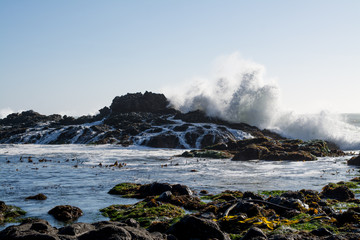 Fototapeta na wymiar huge waves crashing over Rocky California coast.