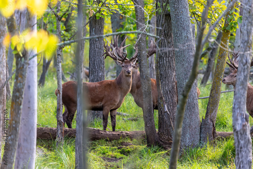 Poster European red deer (Cervus elaphus) is fourth  the largest deer species