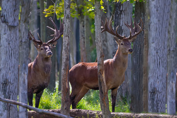 European red deer (Cervus elaphus) is fourth  the largest deer species