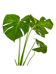 monstera leaves plant isolated include clipping path on white background