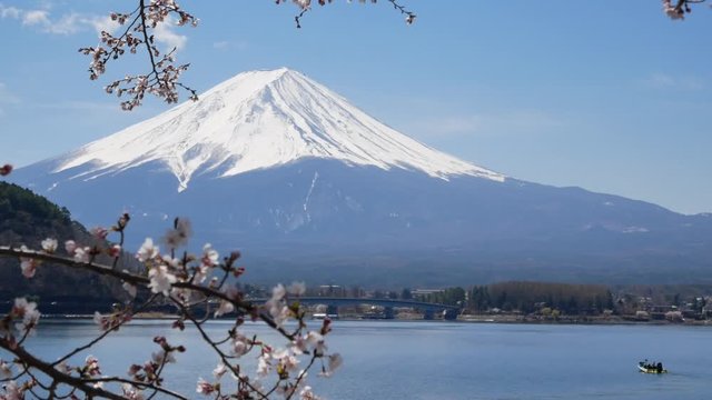 Natural landscape view of Fuji Volcanic Mountain with the lake Kawaguchi in foreground with sakura-cherry bloosom flower tree-4K UHD video movie footage short