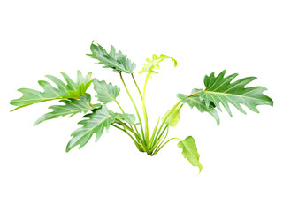 tropical leaf plant isolated include clipping path on white background