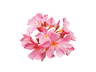 Fototapeta premium dav