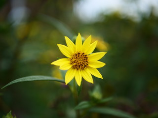 Yellow flower and green leaves with bokey nature background