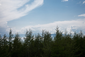 The forest in the mountains and the sky at Mount Fuji Japan 