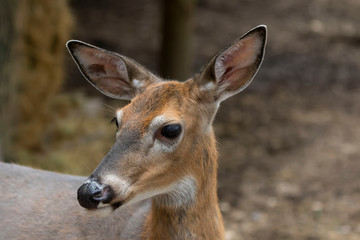 White tailed deer, doe in the forest