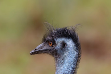 The Emu (Dromaius novaehollandiae),large bird,cultural icon of Australia,relative of ostrich.Head detail.