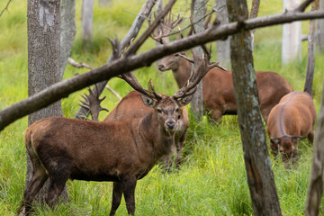 Naklejka na ściany i meble European red deer (Cervus elaphus) is fourth the largest deer species
