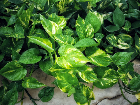 Golden pothos background.Devil's ivy.Epipremnum aureum is classified as an ornamental flower. Types of popular ivy plants. Air purification tree that should be planted in the house