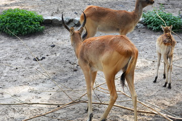 Kob nilowy (Kobus megaceros) - gatunek antylopy © robert6666