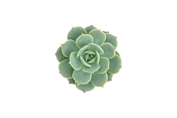 Top view of small cactus isolated on white background