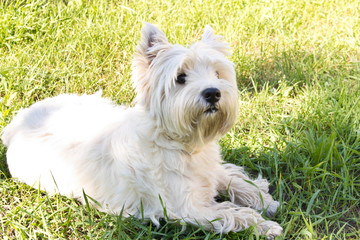 The West highland white Terrier on a green lawn.
