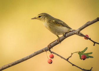 willow warbler bird branch warm background