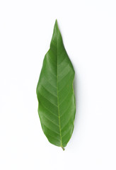 leaves with drops isolated on a white background