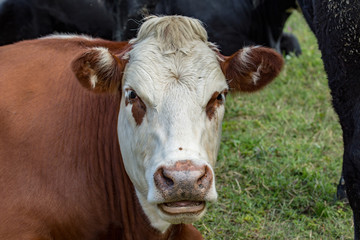 Naklejka na ściany i meble Portrait head shot of a dairy brown and white cow