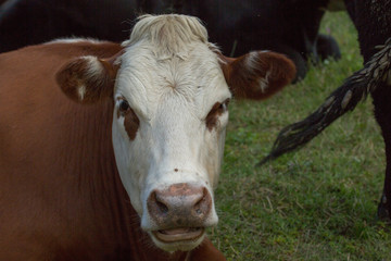 Portrait head shot of a dairy brown and white cow