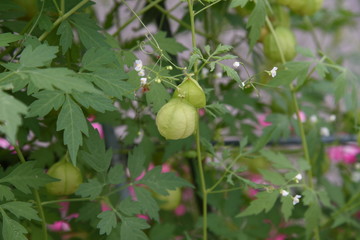 Obraz premium Balloon vine is also known as 