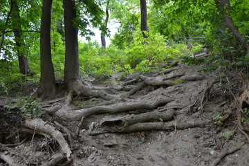 path in the forest
