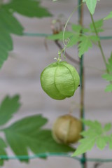 Fototapeta premium Balloon vine is also known as 