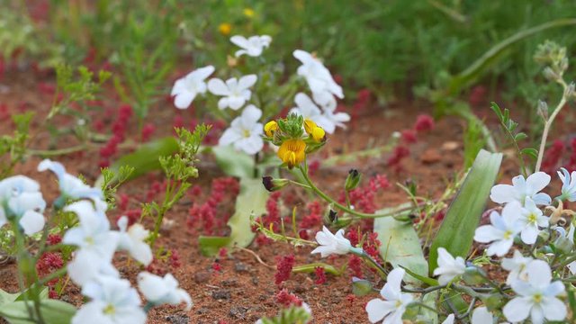 Flowers that grow in the Atacama Desert during its flowering in 2017