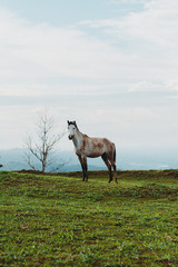 Un caballo posando para la foto.