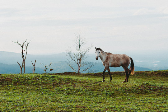 Cuando ves u  caballo posando es inevitable tomarle una foto.