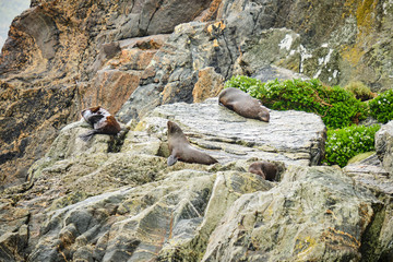 Wild New Zealand fur seals resting on rocks at Milford Sound