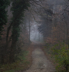 Fototapeta premium Bosque