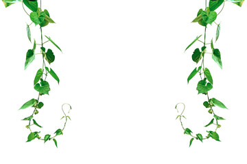 Vine with green leaves, heart shaped, twisted separately on a white background