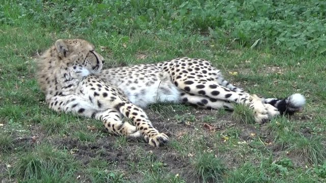 Gepard grzywiasty (Acinonyx jubatus)