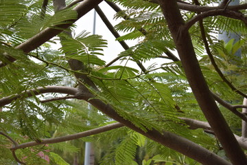 green tree in the forest