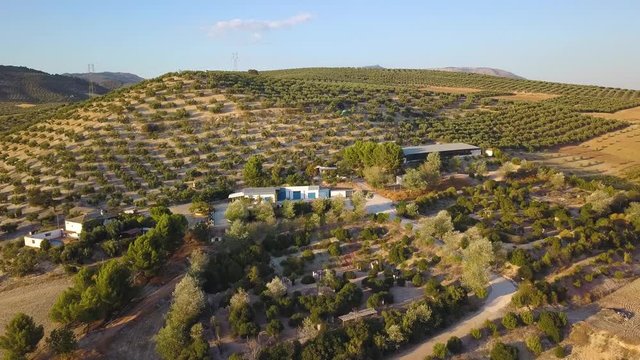 Aerial shot of white houses on a hill surrounded by olive fields in Spain.