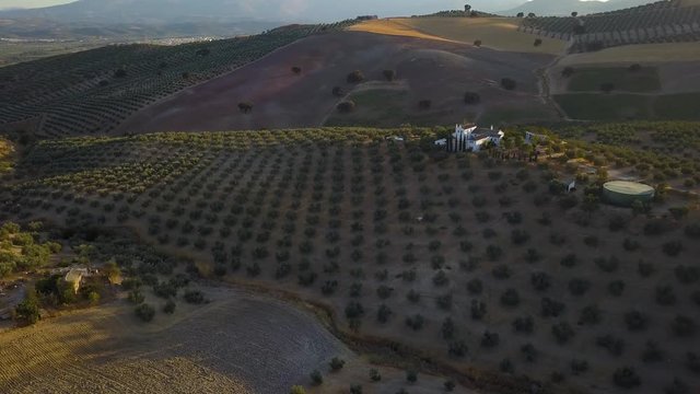 Aerial shot of a big spanish villa surrounded by olives during the sunset.