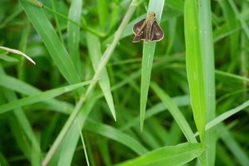 butterfly on leaf